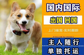 长沙市宠物托运公司长沙市宠物托运公司长沙市宠物托运公司