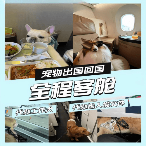 长沙市宠物托运到白俄罗斯宠物入境规定和要求